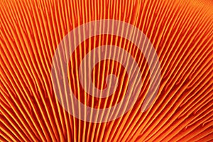 Orange mushroom gills