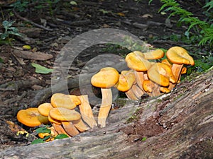 Orange Mushroom growing alongside fallen log in woods