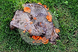 Orange mushroom growth on wood, Pycnoporus cinnabarinus, also kn