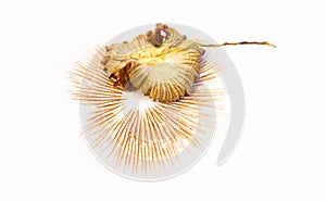 An orange mushroom leaves a brown-orange spore print