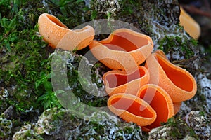 Orange mushroom in the moss