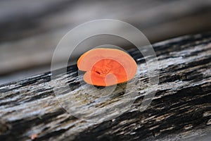 Orange mushroom on a tree trunk