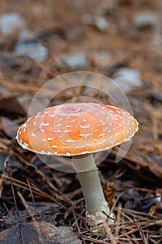 Orange Mushroom in a Woodland