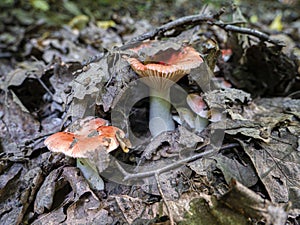 Orange mushrooms in a fairy tale summer forest.