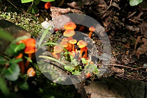 Orange mushrooms on the forest floor