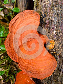 Orange mushrooms grow wild in the nature