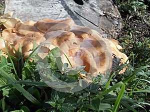 Orange mushrooms in Italy