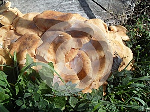 Orange mushrooms in Italy