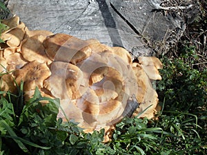 Orange mushrooms in Italy