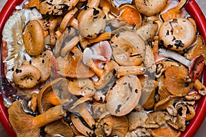 Orange mushrooms. Lactarius section Deliciosi