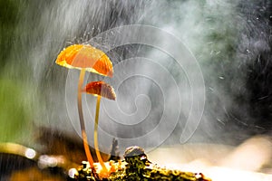 Orange mushrooms, Marasmius siccus