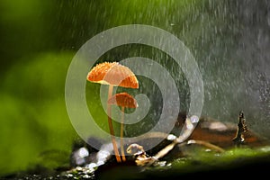 Orange mushrooms, Marasmius siccus