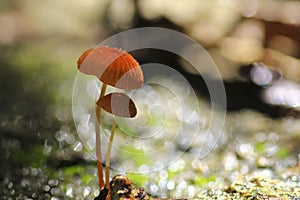 Orange mushrooms, Marasmius siccus