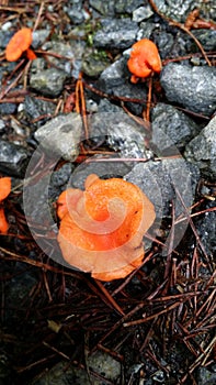 Orange Mushrooms in North Georgia Mountain Forest