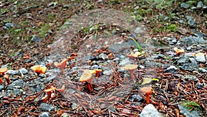 Orange Mushrooms in North Georgia Mountain Forest