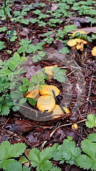 Orange Mushrooms in North Georgia Mountain Forest
