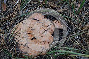 Orange mushrooms redheads peek out of the yellowed grass and pine needles.