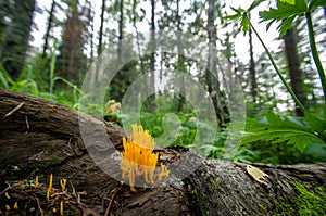 Orange mushrooms in siberia