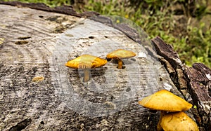 Orange mushrooms sprouting from holes in the cut trunk of a tree