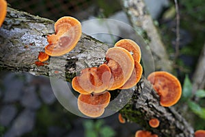 Orange mushrooms on tree trunk, Pycnoporus sanguineus