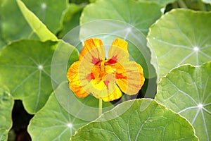 Orange nasturcium background