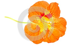 Orange Nasturtium Flower