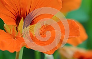 Orange nasturtium flower abstract macro