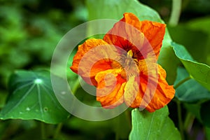Orange nasturtium flower in the garden, selective focus.