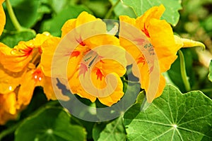 Orange Nasturtium flower photo