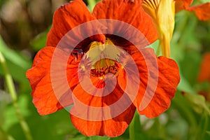 Orange nasturtium flower, selective focus