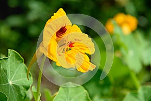 Orange Nasturtium flower. Tropaeolum majus