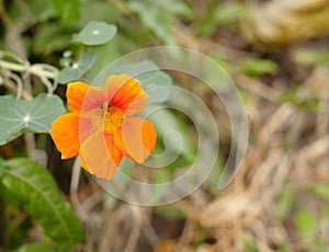 Orange nasturtium flower in a wild garden.