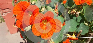 Orange Nasturtium Flowers Full Bloom on Green Leaves Background