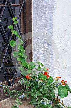 Orange Nasturtium (Tropaeolum majus) and Borage (Borago officinalis) growing up and old window, photo