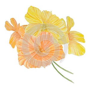 Orange Nasturtium watercolor illustration. Hand drawn botanical painting, floral sketch. Colorful flower clipart for