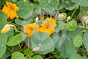 Orange nasturtiums