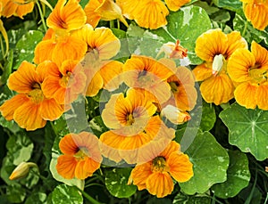 Orange Nasturtiums