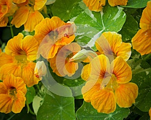 Orange Nasturtiums