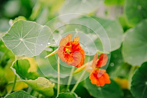 Orange nasturtiums close up view