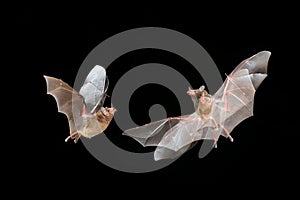 Orange nectar bat fly, Lonchophylla robusta, flying bat in dark night. Nocturnal animal in flight in dark forest. Wildlife action