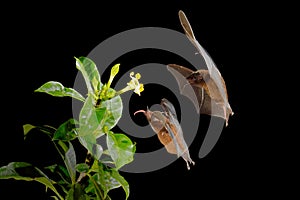 Orange nectar bat, Lonchophylla robusta, flying bat in dark night. Nocturnal animal in flight with yellow feed flower. Wildlife