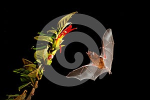 Orange nectar bat, Lonchophylla robusta, flying bat in dark night. Nocturnal animal in flight with yellow feed flower. Wildlife