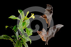 Orange nectar bat, Lonchophylla robusta, flying bat in dark night. Nocturnal animal in flight with yellow feed flower. Wildlife ac