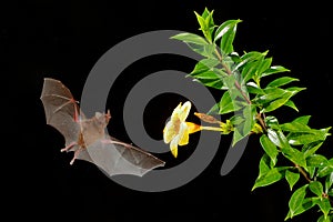 Orange nectar bat, Lonchophylla robusta, flying bat in dark night. Nocturnal animal in flight with yellow feed flower. Wildlife ac photo