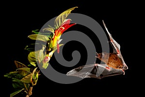 Orange nectar bat, Lonchophylla robusta, flying bat in dark night. Nocturnal animal in flight with yellow feed flower. Wildlife ac