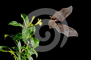 Orange nectar bat, Lonchophylla robusta, flying bat in dark night. Nocturnal animal in fly with yellow feed flower. Wildlife actio