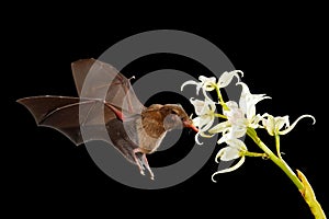 Orange nectar bat, Lonchophylla robusta, flying bat in dark night. Nocturnal animal in flight with white orchid flower. Wildlife photo