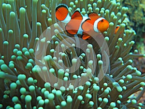 Orange nemo clown fish in the beautiful vivid green anemone