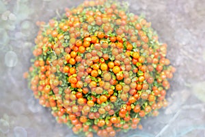 Orange Nertera granadensis aka coral bead plant on light white defocused background