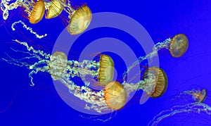 Orange nettle jellyfish